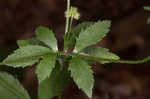 Canadian blacksnakeroot